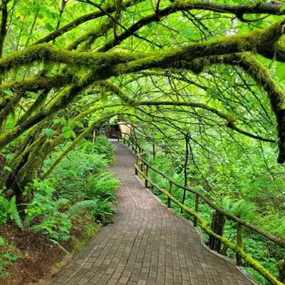 Forest Park in Oregon FOREST PARK