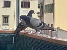 piccioni sul terrazzo